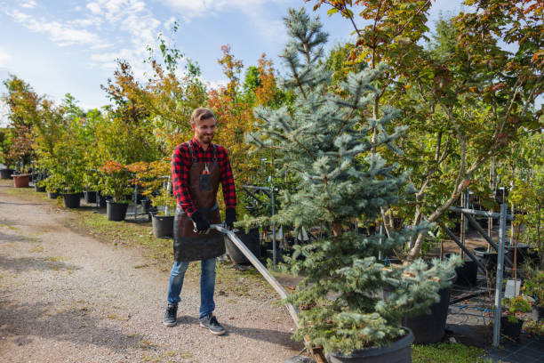 Tree and Shrub Care in St George, SC